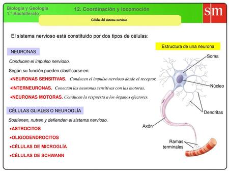 12. Coordinación y locomoción Células del sistema nervioso
