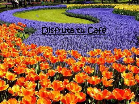 Paz Disfruta tu Café.