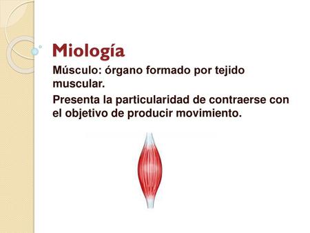 Miología Músculo: órgano formado por tejido muscular.