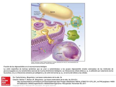 La unión específica de lectinas (proteínas que se unen a carbohidratos) a los grupos oligosacárido (óvalos coloreados) de las moléculas de glucoconjugados.