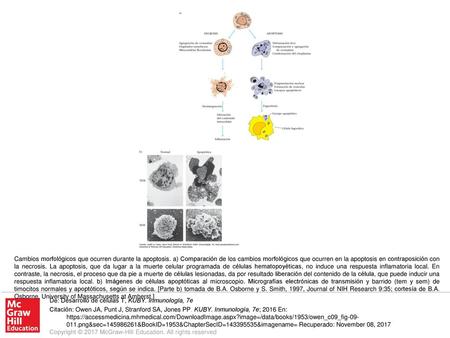 Cambios morfológicos que ocurren durante la apoptosis