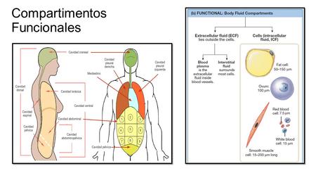 Compartimentos Funcionales. 60% de la masa corporal (MC) es agua (2/3 intracelular y 1/3 extracelular). Se encuentra en constante movimiento. Transportado.