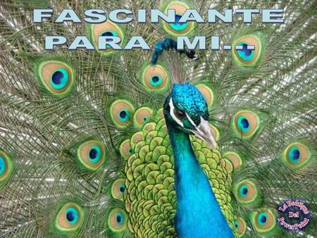 Fascinante es.... Creerle a Dios… Tener esperanzas en el mañana . . .
