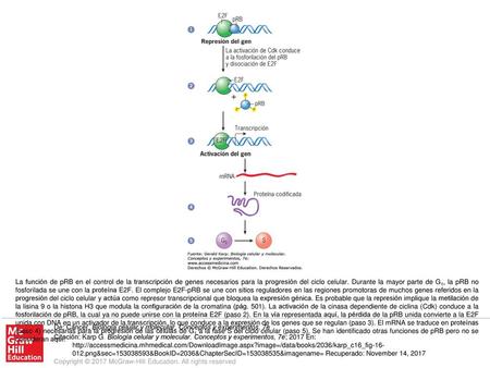 La función de pRB en el control de la transcripción de genes necesarios para la progresión del ciclo celular. Durante la mayor parte de G1, la pRB no fosforilada.