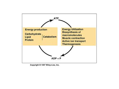 La transferencia de energía desde el ATP se hace por transferencia de grupo, no por hidrólisis simple.