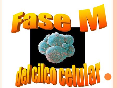 Fase M del cilco celular.