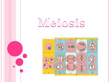 Meiosis.