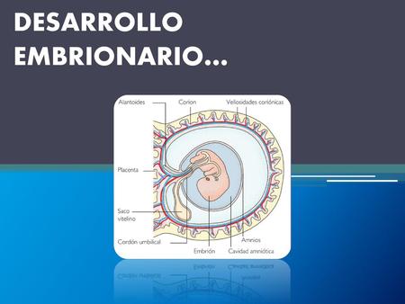 DESARROLLO EMBRIONARIO…