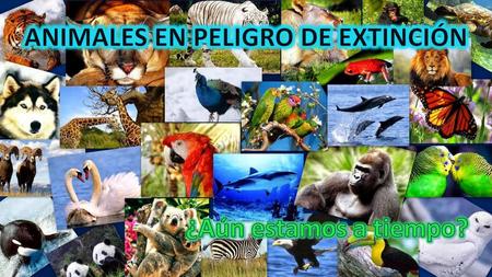 ANIMALES EN PELIGRO DE EXTINCIÓN