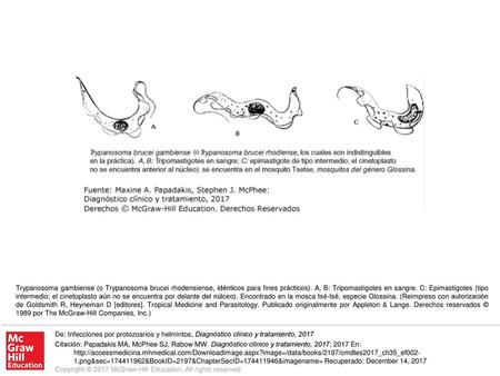 Trypanosoma gambiense (o Trypanosoma brucei rhodensiense, idénticos para fines prácticos). A, B: Tripomastigotes en sangre. C: Epimastigotes (tipo intermedio;