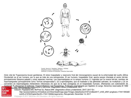 Ciclo vital de Trypanosoma brucei gambiense