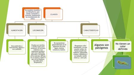 Algunos son patógenos No tienen un color definido