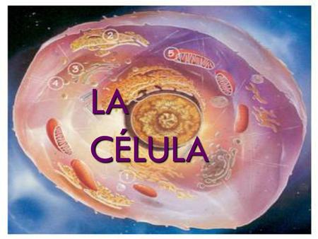 LA CÉLULA.