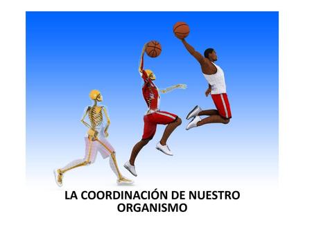 LA COORDINACIÓN DE NUESTRO ORGANISMO