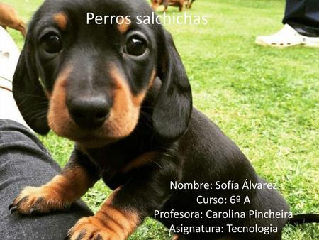 Perros salchichas Nombre: Sofía Álvarez Curso: 6º A