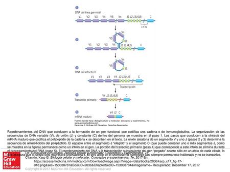 Reordenamientos del DNA que conducen a la formación de un gen funcional que codifica una cadena κ de inmunoglobulina. La organización de las secuencias.