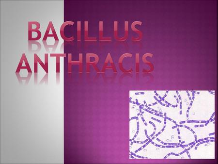 Bacillus anthracis.