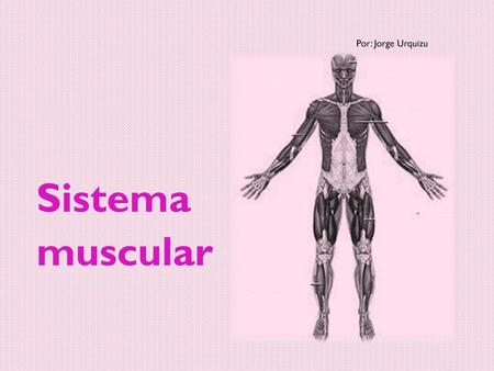 Por: Jorge Urquizu Sistema muscular.