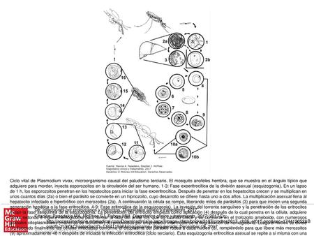 Ciclo vital de Plasmodium vivax, microorganismo causal del paludismo terciario. El mosquito anofeles hembra, que se muestra en el ángulo típico que adquiere.
