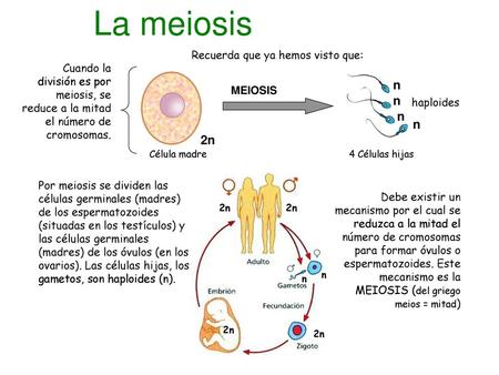 La meiosis n n n n 2n Recuerda que ya hemos visto que:
