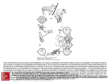 Ciclo vital de Echinococcus granulosus (tenia hidatídica)