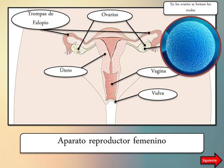 Aparato reproductor femenino