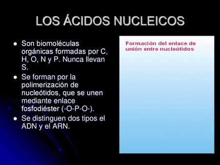 LOS ÁCIDOS NUCLEICOS Son biomoléculas orgánicas formadas por C, H, O, N y P. Nunca llevan S. Se forman por la polimerización de nucleótidos, que se unen.