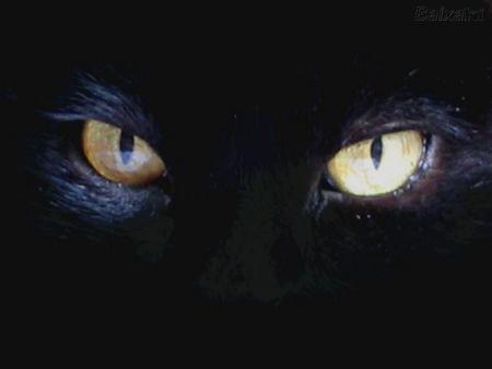 La mayoría de la gente piensa que los gatos no hacen nada, son perezosos y todo lo que hacen es comer y dormir. ¡No es así!