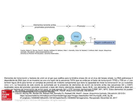 Elementos de transcripción y factores de unión en el gen que codifica para la timidina cinasa (tk) en el virus del herpes simple. La RNA polimerasa II.