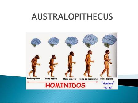 AUSTRALOPITHECUS.