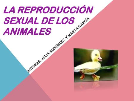 La Reproducción Sexual De Los Animales
