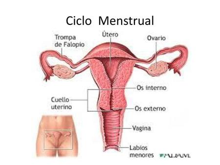 Ciclo Menstrual.