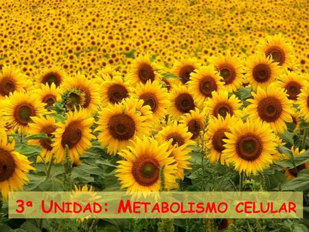 3ª Unidad: Metabolismo celular