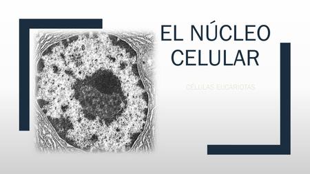 EL NÚCLEO CELULAR CÉLULAS EUCARIOTAS.