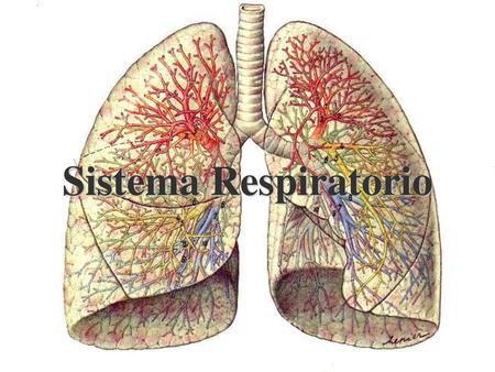 Sistema Respiratorio.