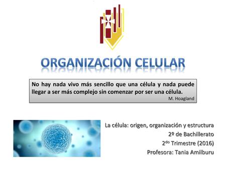 ORGANIZACIÓN CELULAR No hay nada vivo más sencillo que una célula y nada puede llegar a ser más complejo sin comenzar por ser una célula. M. Hoagland La.