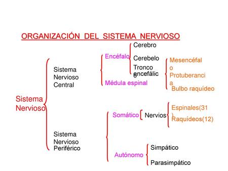 ORGANIZACIÓN DEL SISTEMA NERVIOSO