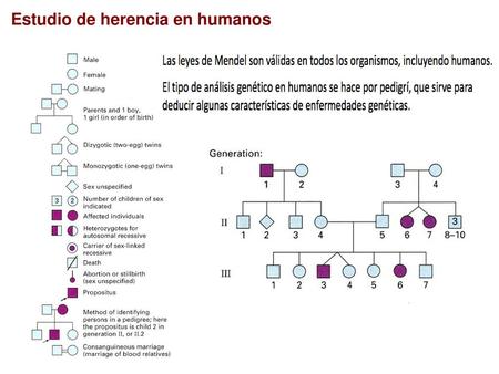 Estudio de herencia en humanos