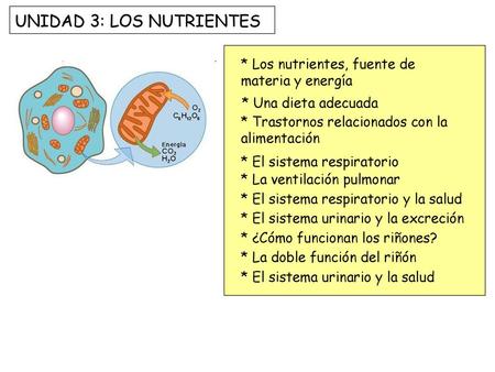UNIDAD 3: LOS NUTRIENTES