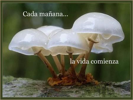 Cada mañana... la vida comienza.