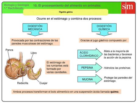 Tema 7 La Nutrición en los animales. Aparato Digestivo. - ppt descargar Tema 7 La Nutrición en los animales. Aparato Digestivo. - ppt descargar