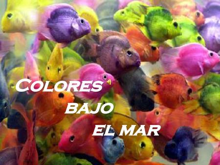 Colores bajo el mar.