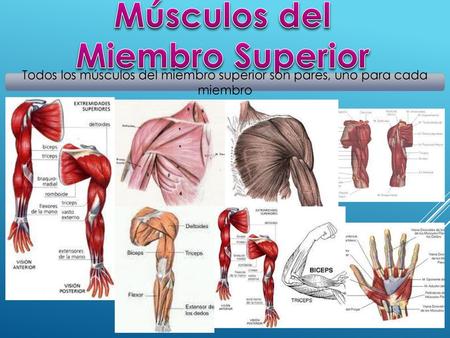 Músculos del Miembro Superior