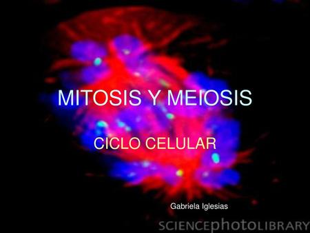MITOSIS Y MEIOSIS CICLO CELULAR Gabriela Iglesias.
