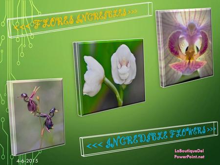 <<< FLORES INCREIBLES >>>