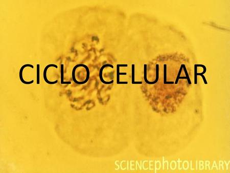CICLO CELULAR.