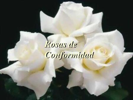 Rosas de Conformidad.
