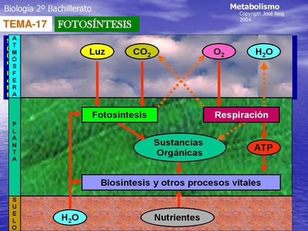 TEMA-17 FOTOSÍNTESIS Biología 2º Bachillerato Metabolismo