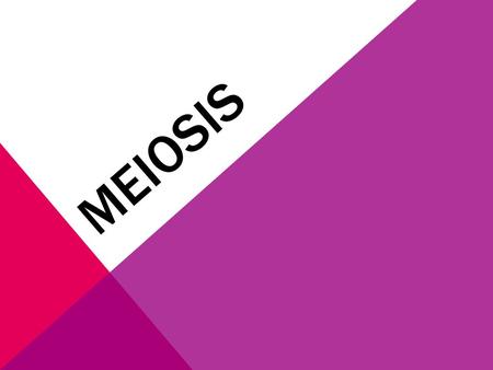 MEIOSIS.