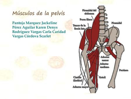 Músculos de la pelvis Pantoja Marquez Jackeline